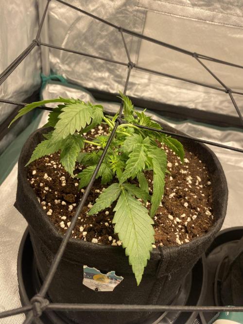 RQS Wedding Cake and Sherbet Queen Autos. Week 3 - WC 1.2