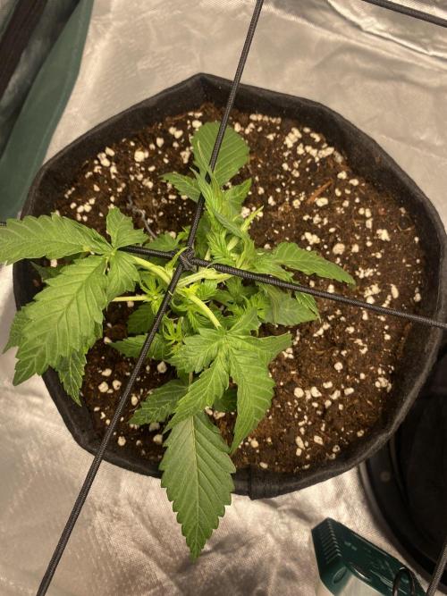 RQS Wedding Cake and Sherbet Queen Autos. Week 3 - WC 1.2