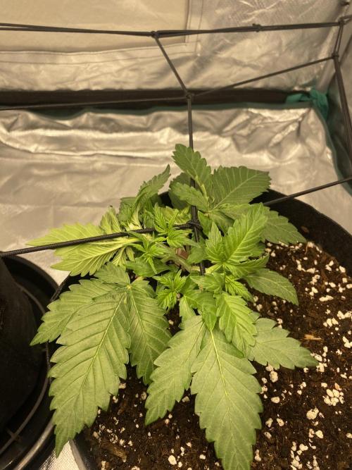RQS Wedding Cake and Sherbet Queen Autos. Week 3 - SQ 1.2
