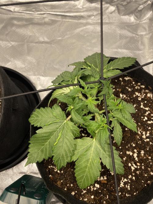 RQS Wedding Cake and Sherbet Queen Autos. Week 4 - SQ 3.2