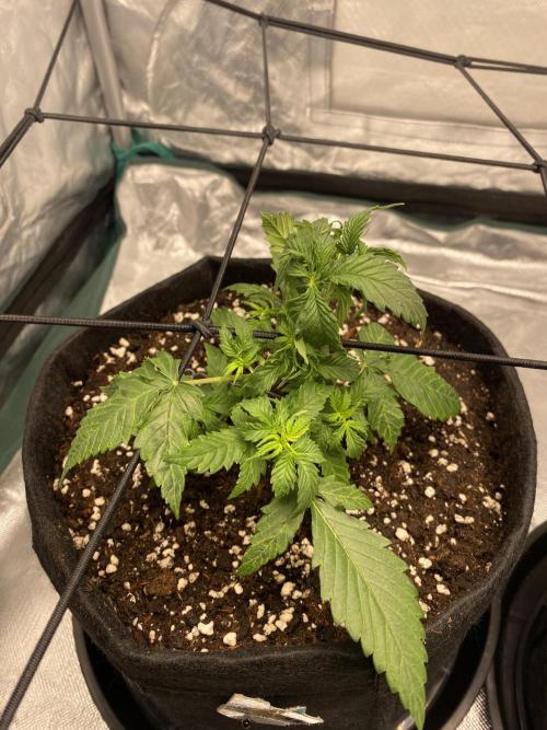 RQS Wedding Cake and Sherbet Queen Autos. Week 4 - WC 3.2