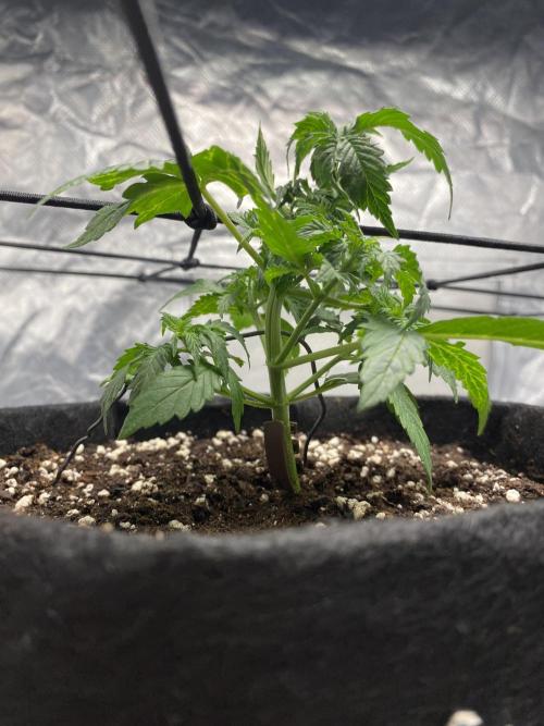 RQS Wedding Cake and Sherbet Queen Autos. Week 4 - WC 3.2