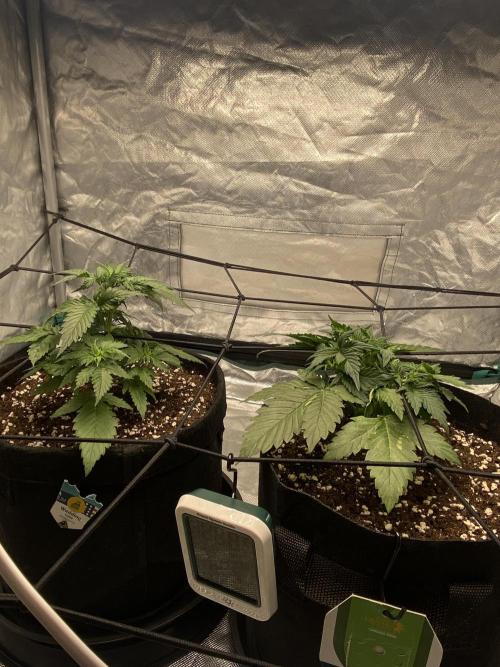 RQS Wedding Cake and Sherbet Queen Autos. Week 4 - Both 5.2
