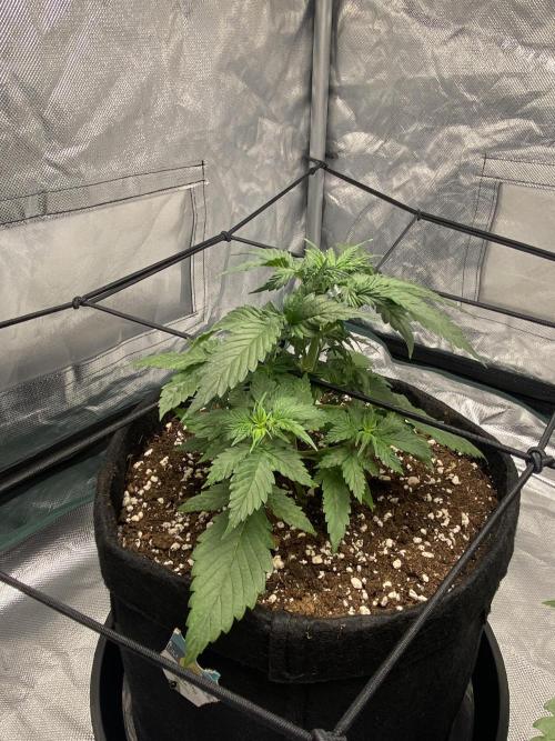 RQS Wedding Cake and Sherbet Queen Autos. Week 4 - WC 5.2