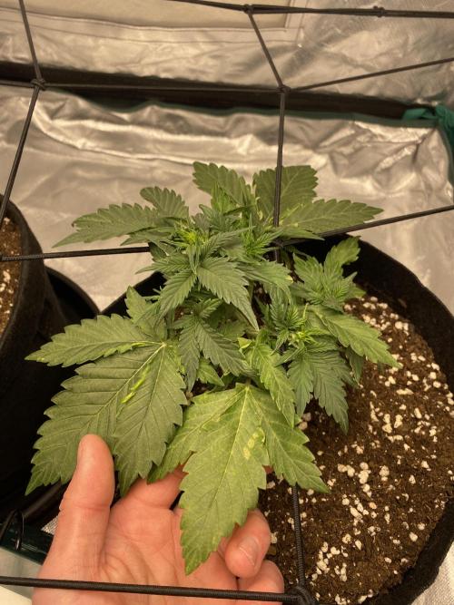 RQS Wedding Cake and Sherbet Queen Autos. Week 4 - SQ 5.2, first symptoms visible on leaves