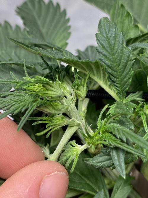 RQS Wedding Cake and Sherbet Queen Autos. Week 4 - SQ 5.2 First pistils popping up