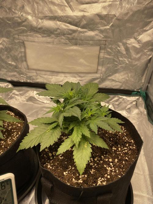 RQS Wedding Cake and Sherbet Queen Autos. Week 4 - SQ 6.2