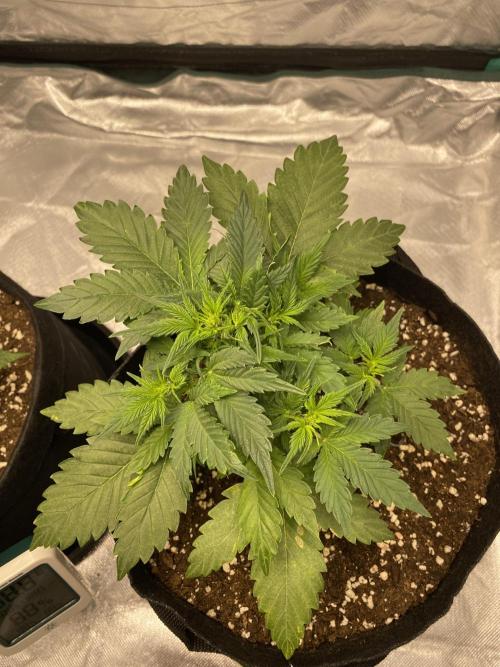 RQS Wedding Cake and Sherbet Queen Autos. Week 4 - SQ 6.2