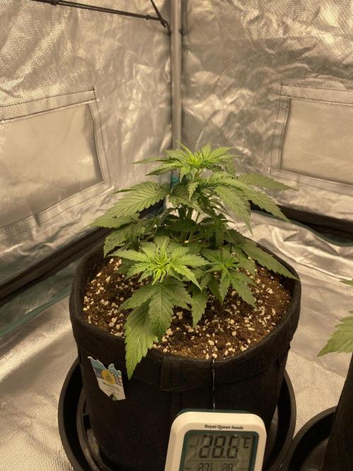 RQS Wedding Cake and Sherbet Queen Autos. Week 4 - WC 6.2