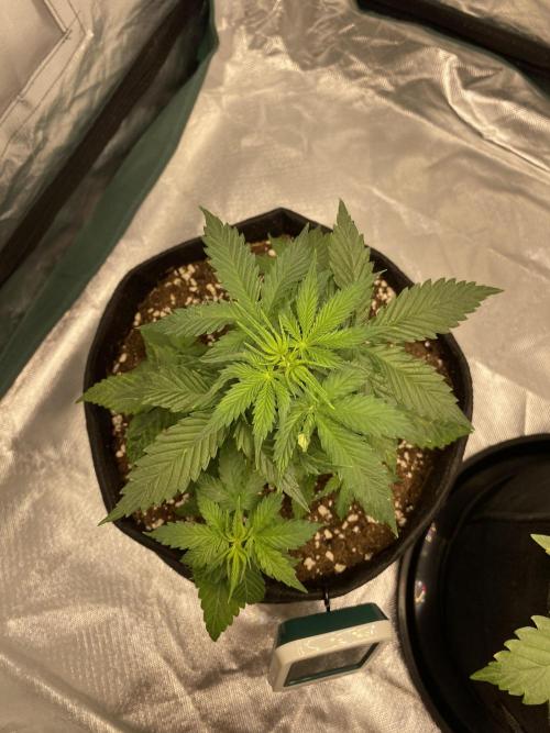 RQS Wedding Cake and Sherbet Queen Autos. Week 4 - WC 6.2