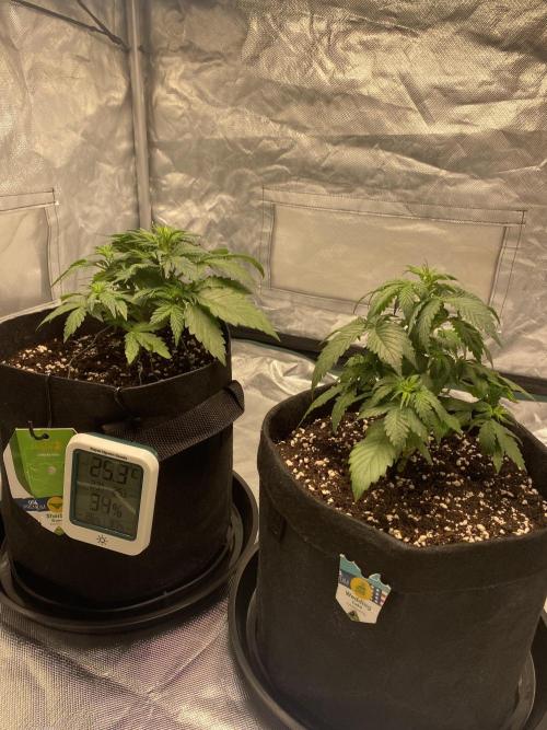 RQS Wedding Cake and Sherbet Queen Autos. Week 4 - Both 7.2