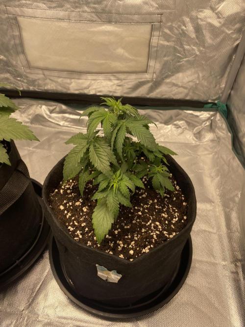 RQS Wedding Cake and Sherbet Queen Autos. Week 4 - WC 7.2 Wilted and lower leaves starting to change color