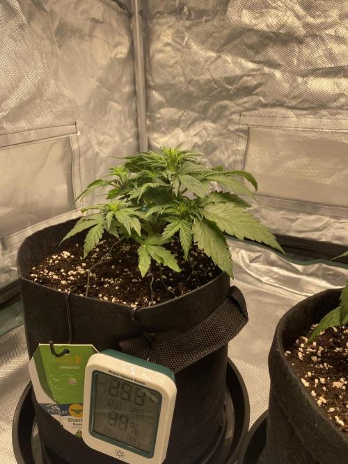 RQS Wedding Cake and Sherbet Queen Autos. Week 4 - SQ 7.2
