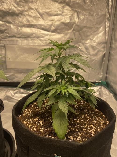 RQS Wedding Cake and Sherbet Queen Autos. Week 4 - WC 8.2, slightly better after watering