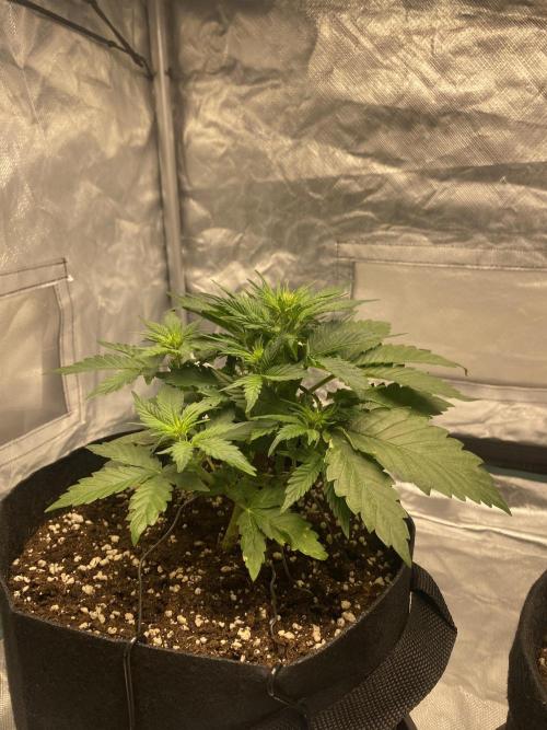 RQS Wedding Cake and Sherbet Queen Autos. Week 4 - SQ 8.2