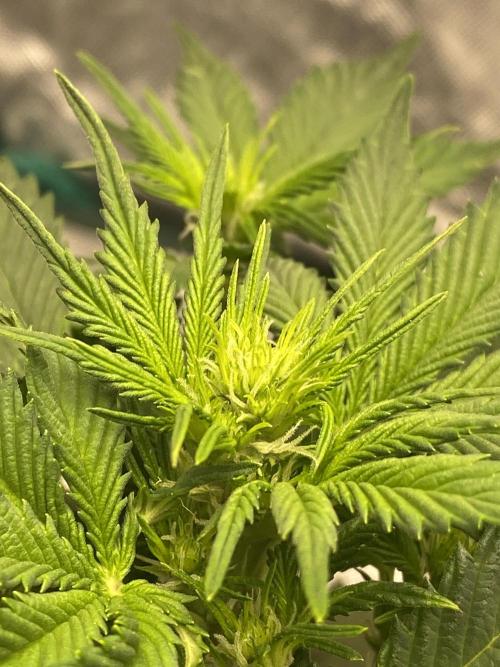 RQS Wedding Cake and Sherbet Queen Autos. Week 4 - SQ 8.2 Main bud site