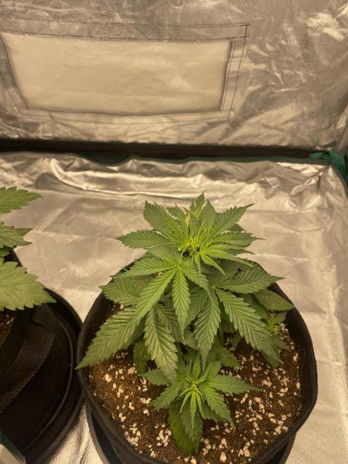 RQS Wedding Cake and Sherbet Queen Autos. Week 4 - WC 8.2