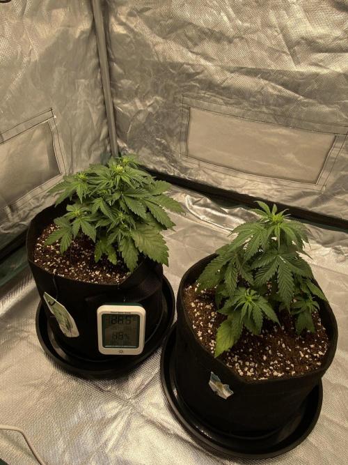 RQS Wedding Cake and Sherbet Queen Autos. Week 4 - Both plants showing symptoms 9.2