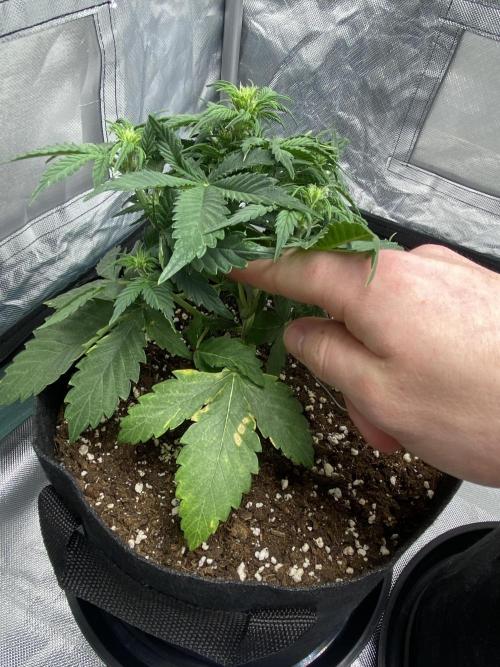 RQS Wedding Cake and Sherbet Queen Autos. Week 4 - SQ 9.2