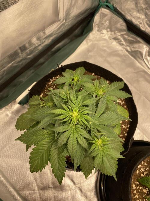 RQS Wedding Cake and Sherbet Queen Autos. Week 4 - SQ 9.2