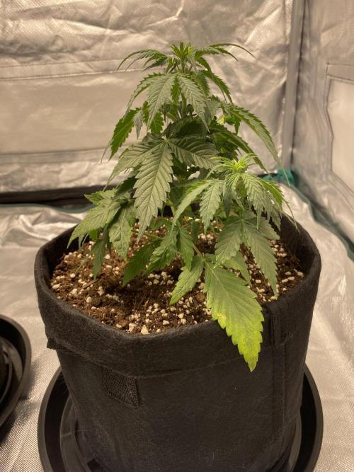 RQS Wedding Cake and Sherbet Queen Autos. Week 4 - WC 9.2 The yellowing clearly visible on lower leaves