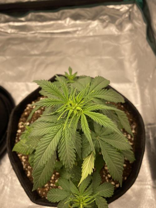 RQS Wedding Cake and Sherbet Queen Autos. Week 4 - WC 9.2 Wilted again 