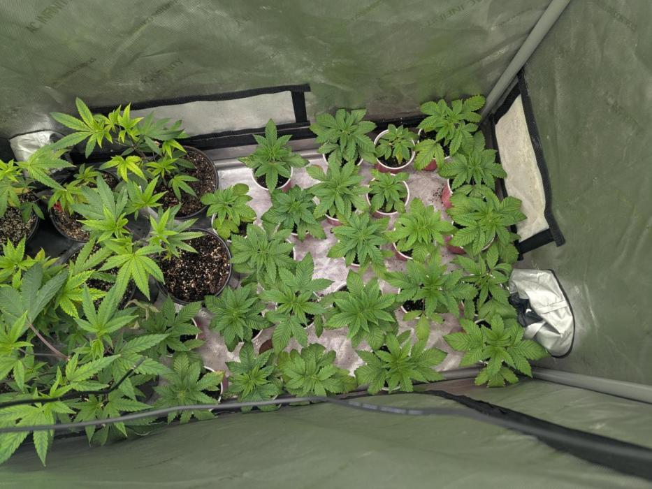 Last Boof. Week 2 - Boo