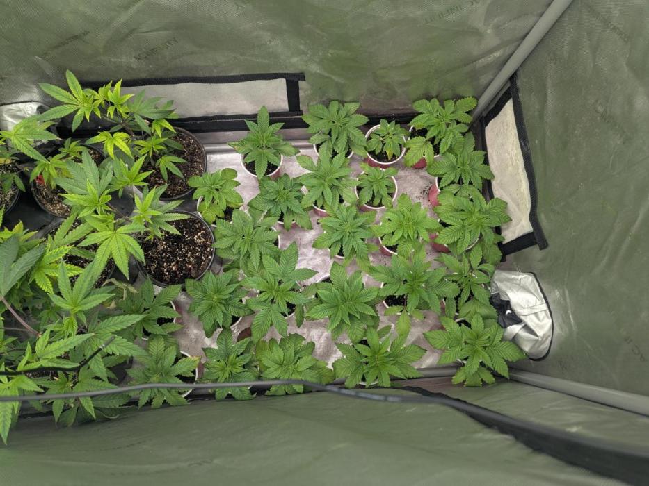 Choka-Cola x AJ Sour. Week 2 - Climbing back