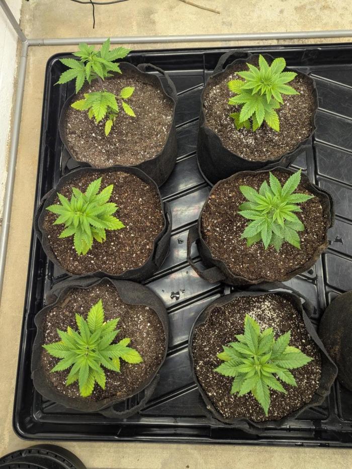 Soldier Fx3. Week 3 - Looking well