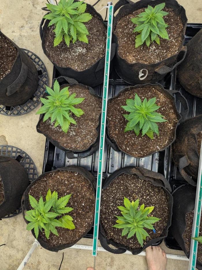 Choka-Cola x AJ Sour. Week 3