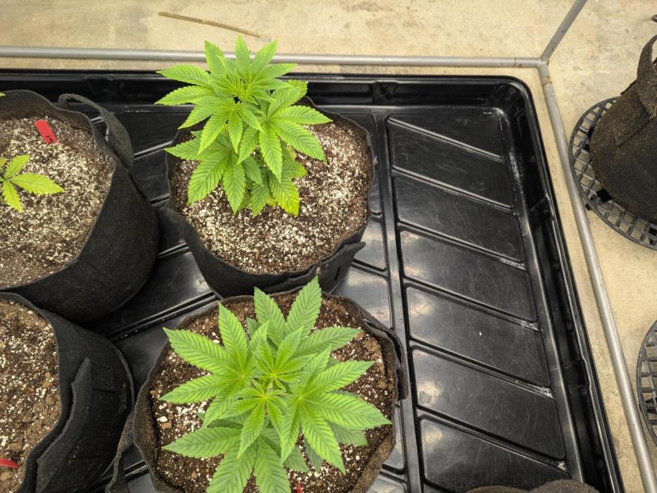 Choka-Cola x AJ Sour. Week 4 -  Looking happy