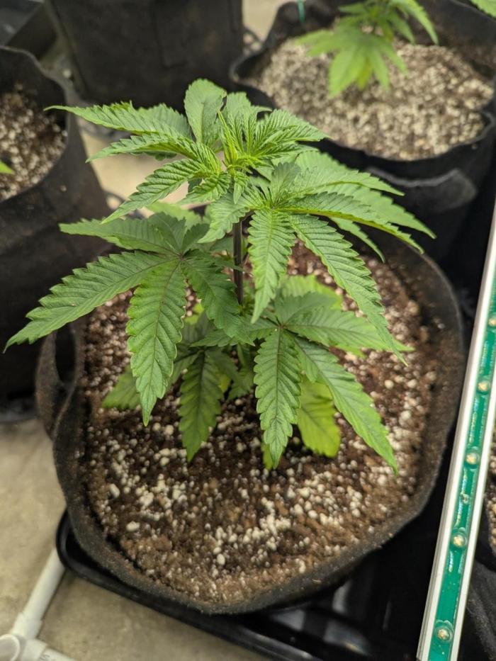 Soldier Fx3. Week 4 - Strongest one