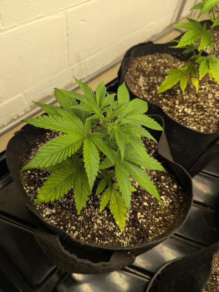 Last Boof. Week 4 - Boofing it up