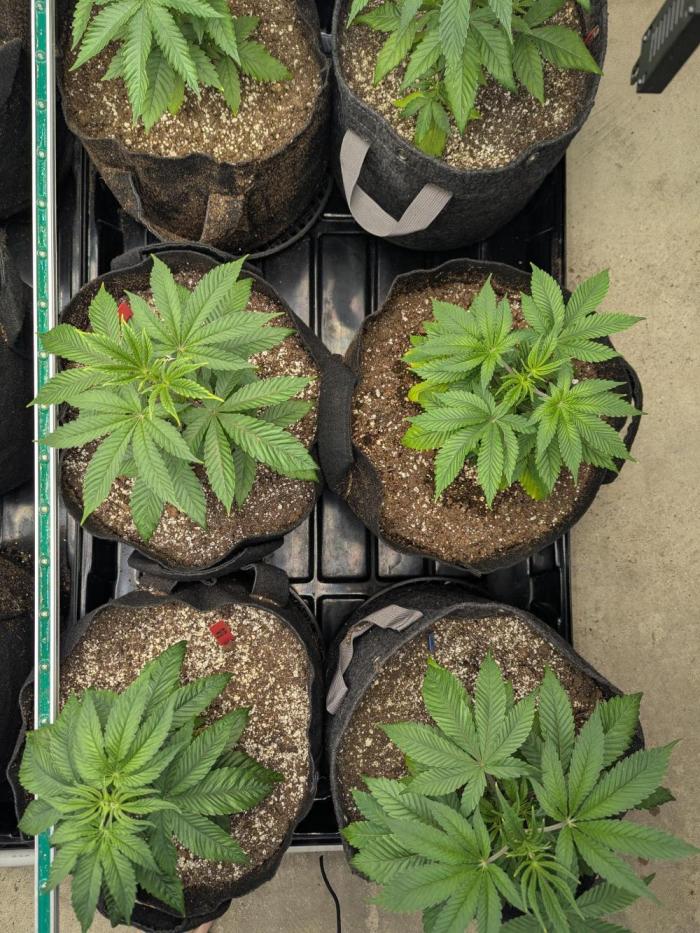 Choka-Cola x AJ Sour. Week 5 - Looking happy 