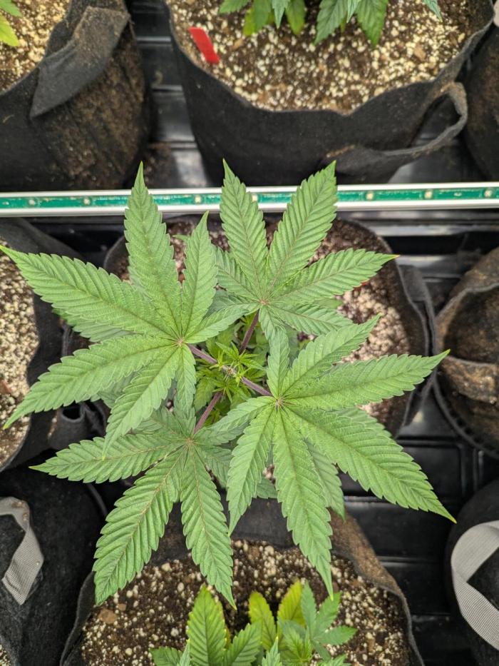 Choka-Cola x AJ Sour. Week 6 - Happy little trees