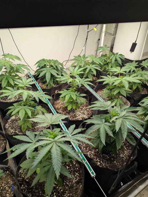 Soldier Fx3. Week 6 - Field of dreams