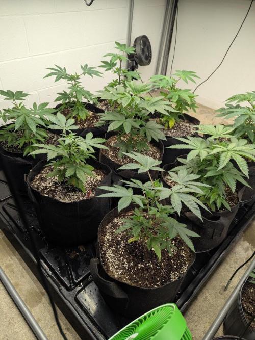 Choka-Cola x AJ Sour. Week 6 - Get in where you fit in