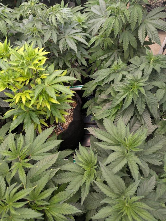 Soldier Fx3. Week 7 - Retard upper left 