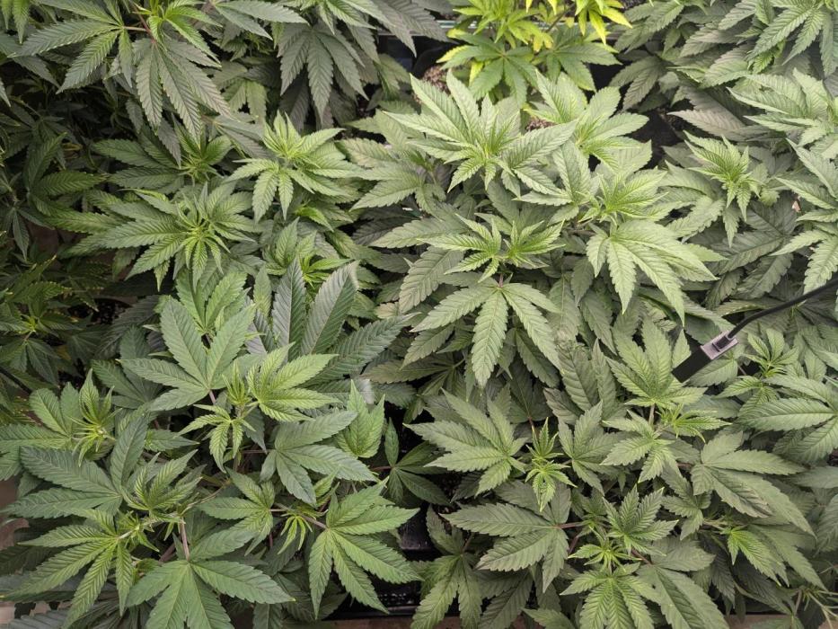 Choka-Cola x AJ Sour. Week 7 - Green out