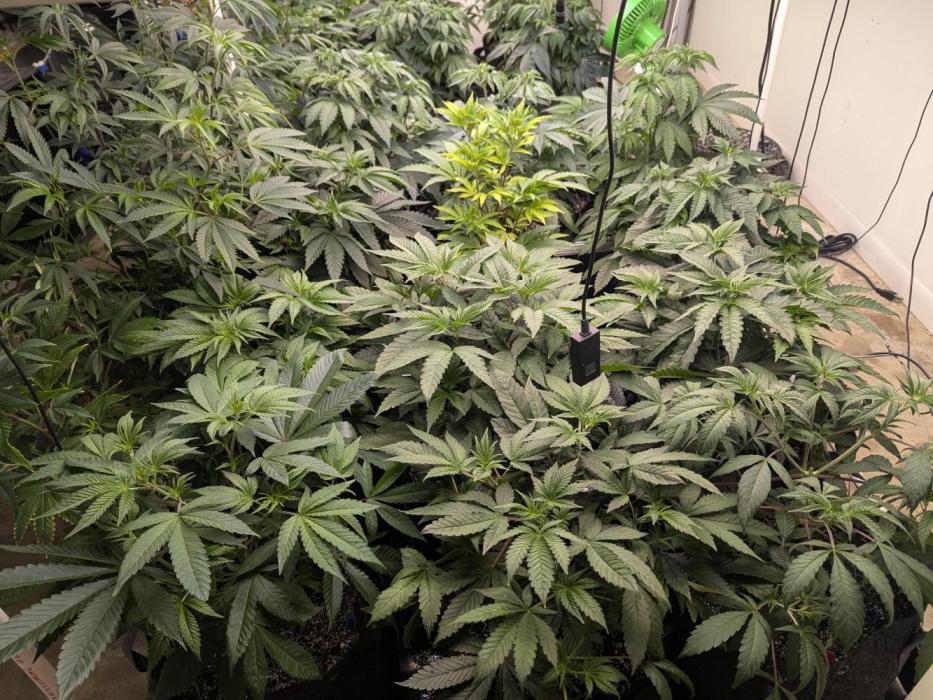 Last Boof. Week 7 - Look thicker than a Snicker