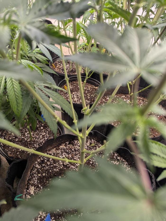 Soldier Fx3. Week 8 - Strip and flip