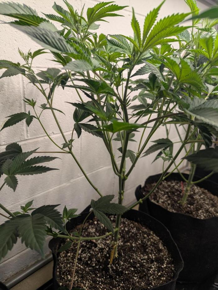 Choka-Cola x AJ Sour. Week 8 - Strip and flip