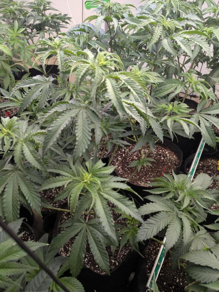 Last Boof. Week 8 - Strip and flip