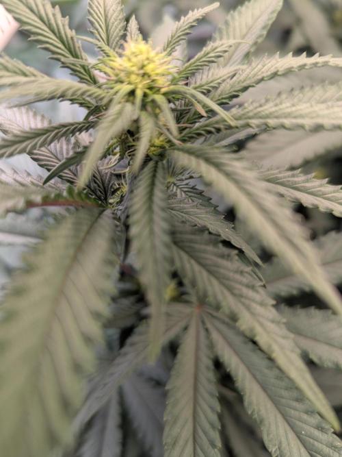 Soldier Fx3. Week 9 - Day 12