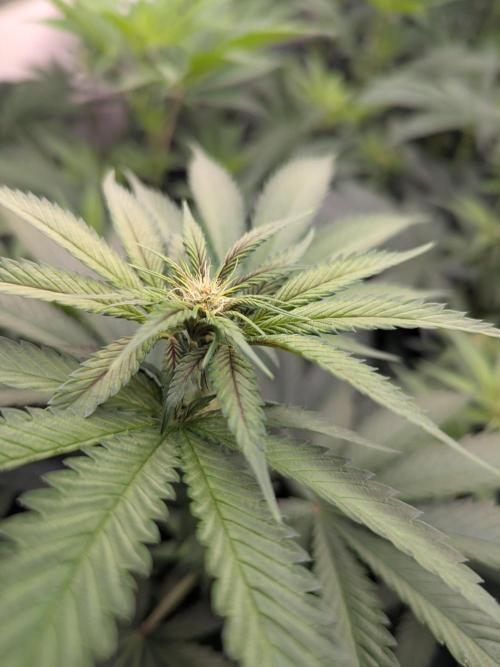 Last Boof. Week 9 - Happy happy 