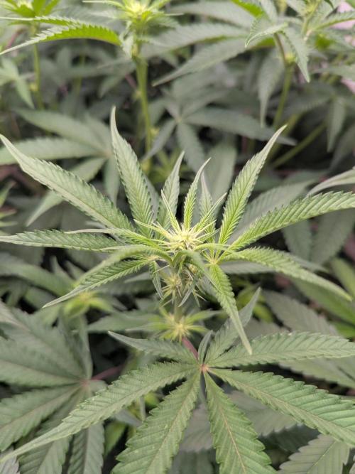 Choka-Cola x AJ Sour. Week 9 - Working towards it 