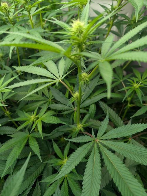 Cartier crops / Dj short Blueberry. Week 10