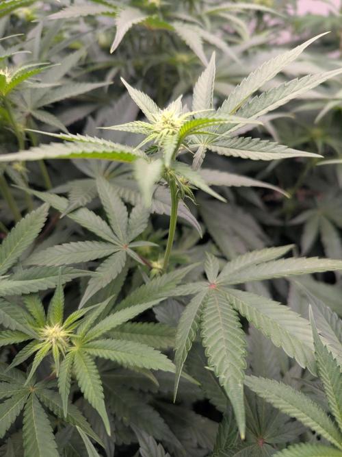 Cartier crops / Dj short Blueberry. Week 10