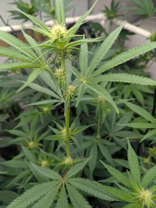 Cartier crops / Dj short Blueberry. Week 10