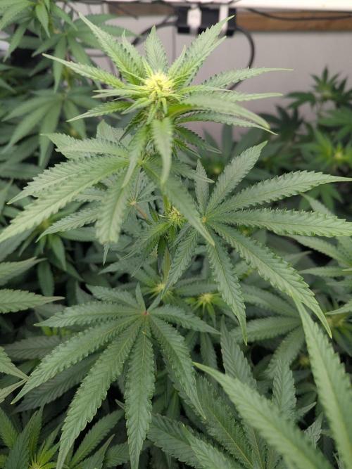 Cartier crops / Dj short Blueberry. Week 10